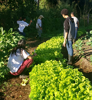 Horta Solidária – BIOHORTA